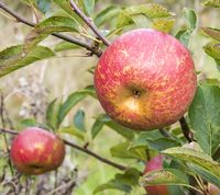 Wagener Apple